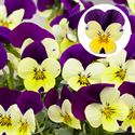 Bild von Viola P9 kleinbloemig Lemon Purple Jump Up